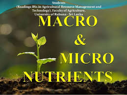 They are found in foods such as starches and grains: Plants Nutrients And Deficiency Toxicity Symptoms