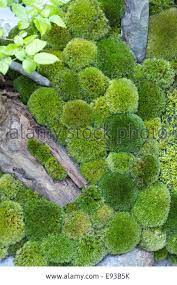 Pin On Moss Garden