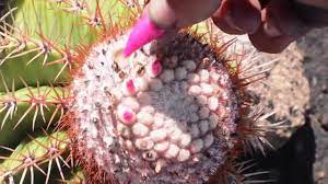 How are camels adapted to eating cacti if they are located on different continents? Survival Eating Tasty Turk S Cap Cactus Fruit Melon Cactus On Snake Island Youtube