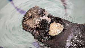 Sometimes A Sea Otter Just Needs To Relax And Enjoy A Leisurely Snack The Daily Otter Sea Otter Otters Cute Wild Animals