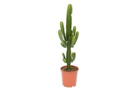 More than 314 large cactus plants for sale at pleasant prices up to 52 usd fast and free worldwide shipping! Buy Wholesale Cacti Cactus Plants Online Dan S Wholesale Plants