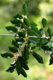 Image result for Hippocratea parvifolia