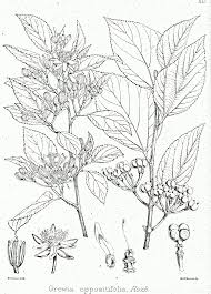 Image result for Grewia inaequilatera