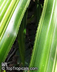 Image result for Pandanus sp. B