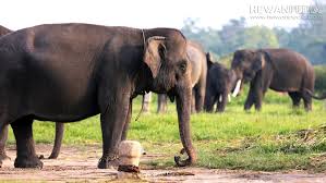 We did not find results for: 11 Taman Nasional Di Pulau Sumatera Serta Flora Fauna Yang Dilindungi Hewanpedia