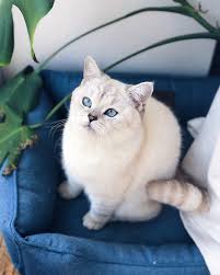Washable Light Blue Cat Mat For Modern Appartment Small Size Etsy Cat Mat British Shorthair Kittens Blue Cats