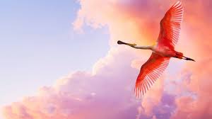 Hunter57 | mar 8, 2007. Flamingo Flying 1920 1080 Animals Birds Flying Bird