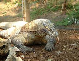 Watch this video to find out! Komodo Dragon Vs Monitor Lizard What S The Difference Daily Science Journal