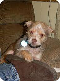 Browse other breed options in louisiana. Baton Rouge La Schnauzer Miniature Yorkie Yorkshire Terrier Mix Meet Topper A Dog For Adoption Http Www Ado Dog Adoption Free Puppies Puppy Adoption