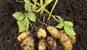 Des milliers de nouvelles images de grande qualité ajoutées chaque jour. Pomme De Terre Plantation Entretien Cote Maison