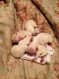 I am a purebred yorkshire terrier. Maltese Newborn Puppies Maltese Yorkie Puppy Newborn Puppies Puppies
