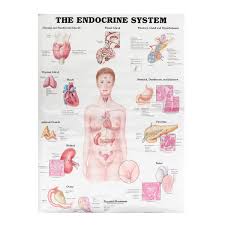 60x80cm the endocrine system poster anatomical chart woman body educational medical