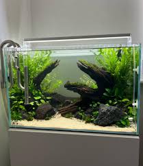 Image result for Marsilea vera