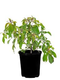 Image result for Hamelia