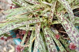 Image result for Ledebouria