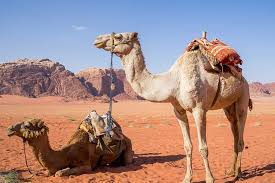 Depending on your needs, houses can be used as living places, warehouses or work places for your when you want to buy a house, you need to know its price. Camel In A Dream Meaning And Interpretation Dream Glossary And Dictionary