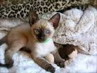 Siamese Kittens for sale – Kittentanz