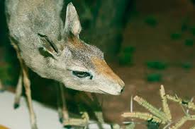 Image result for Dicoma galpinii