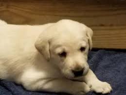 Browse thru our id verified puppy for sale listings to find your and don't forget the puppyspin tool, which is another fun and fast way to search for puppies for sale in ohio, usa area and dogs for adoption in. Labrador Retriever Puppies For Sale Pataskala Oh 304635