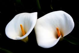 Calla Lilies Poisonous Plants Plants Calla Lily Flowers
