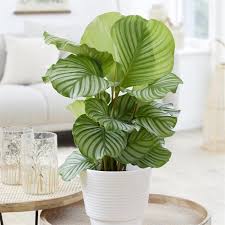 Image result for calathea