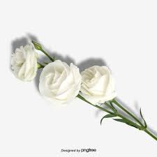 Aesthetic White Rose Element White Roses Background Pink Roses Background White Rose Png