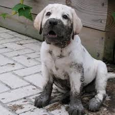 chocolate lab desert labrador retriever rescue puppy dlrphoenix org animals 3 dogs animals cute animals