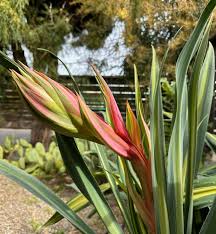 Image result for Beschorneria yuccoides