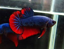 Blue Red Halfmoon Plakat Betta Fish Types Betta Fish Betta