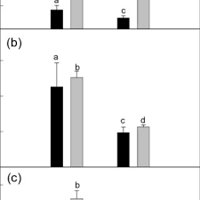 Image result for Eriochloa macclounii