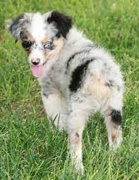 There is a huge size variation in the toy and mini aussies depending on their height, weight, bone structure, stockiness and overall. Pin On Australian Shepherds And Miniature American Shepherds