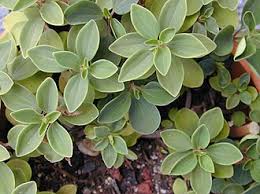 Image result for Peperomia fernandopoiana
