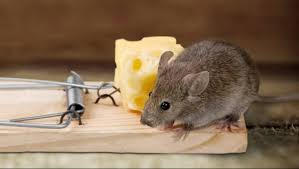 The smartest way of getting rid of mice is to first find all those holes and gaps into your house that often can be so small you won't want to believe it. Diy Pest Control Does It Work Pestwise Pest Control Northamptonshire