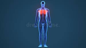 Find out more about the individual muscles within the chest anatomy by clicking their respective links throughout this page. 3d Illustration Of Pectoralis Major Part Of Muscle Anatomy Stock Illustration Illustration Of Human Muscles 129842943