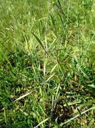 Image result for Grona barbata