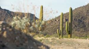 Any form of harming and destruction to the saguaro cactus is prohibited in arizona. The 3g4g Blog At T Blog Providing Connectivity From Inside A Cactus