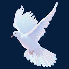 A White Dove Vector Material White Pigeon Vector Png Transparent Clipart Image And Psd File For Free Download Dove Pictures Dove Images Light Background Images