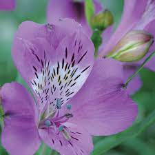 Alstroemeria Everest Blue Diamond Perennial Biennial Plants Thompson Morgan Alstroemeria Garden Flower Beds Biennial Plants