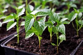 Maybe you would like to learn more about one of these? How To Plant Grow And Harvest Peppers
