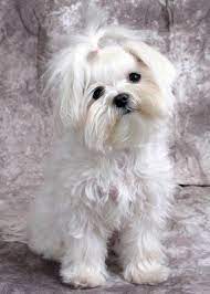 Girl Hairstyles Maltese Dogs Forum Spoiled Maltese Forums Maltese Dogs Maltese Puppy Maltese Haircut