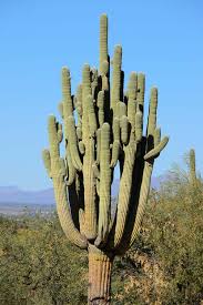 It starts growing slowly as a. Quick Pic Arizona Desert Love
