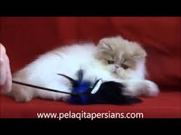 Before you start contacting breeders it's a good idea to research the breed you're interested in so that you fully understand the needs of that. Pelaqita Persian Cat And Kitten Videos Pelaqita Persians