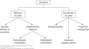 chapter 13 bilirubin formation and excretion by the liver