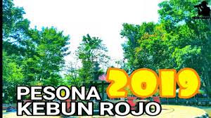 Maybe you would like to learn more about one of these? Kebon Rojo 2019 Youtube