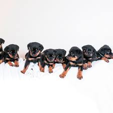 Baby rottweiler puppies are adorable! Family Shocked As Dog Gives Birth To Sixteen Rottweiler Puppies Daily Record