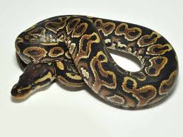 Albino Black Axanthic Ball Python Jedi Lace Black Back Yellow Belly Morph List World Of Ball Pythons Ball Python Back To Black Black Laces