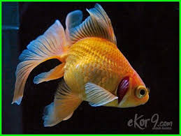  23 Jenis Ikan Mas Koki Yang Paling Bagus Termahal Di Pasaran Lengkap Beserta Gambar Dan Harganya Dunia Fauna Hewan Binatang Tumbuhan Ikan Ikan Mas Binatang