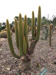 This article will explain how fast cacti grow and how large they get. Columnar Cactuscolumnar Cactus These Cactus Plants Have Thick Or Thin Stems Grow Very Tall And Straight The Primary Example Being The Saguaro Cactus From The