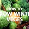 Flowering winter garden plants may be limited with the thousands of flower species. Https Encrypted Tbn0 Gstatic Com Images Q Tbn And9gcsrwvinatlrclwtr4lu6vrevbmr K8kiyltno7gmf 8xxzzjz58 Usqp Cau