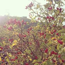 Nice Autumn Larecoltedememerenee Languedoc Occitanie France Nature Red Rosiersauvage Recolte Rosier Sauvage Instagram Recolte